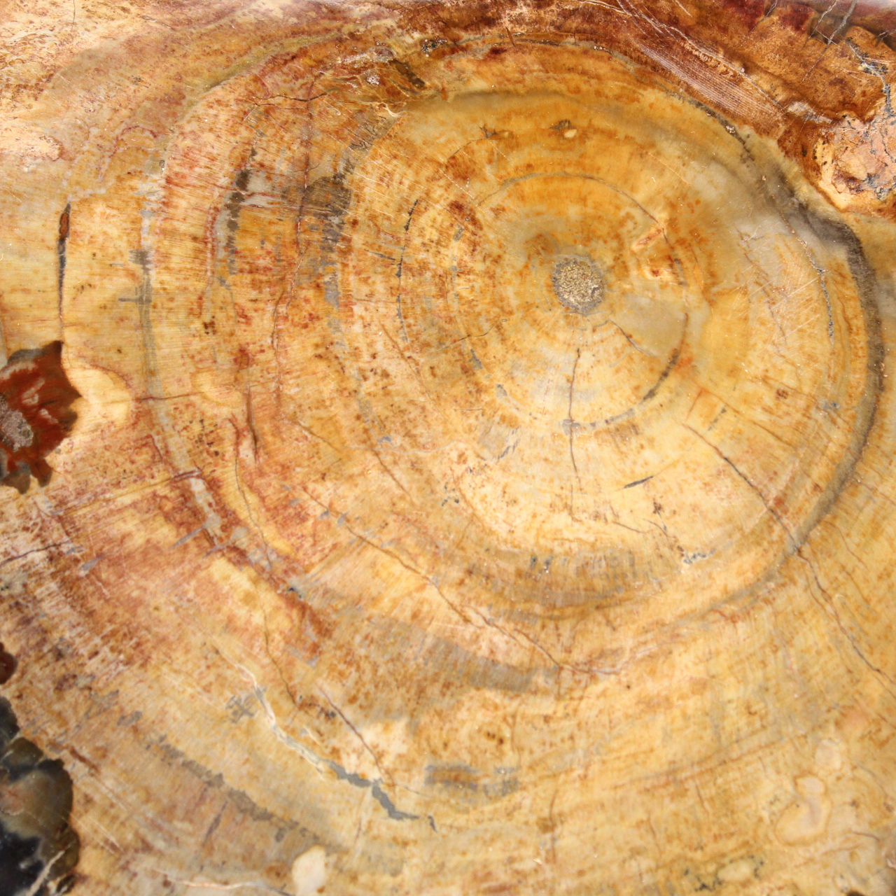 Polished Fossil Wood Slice - Majunga Specimen